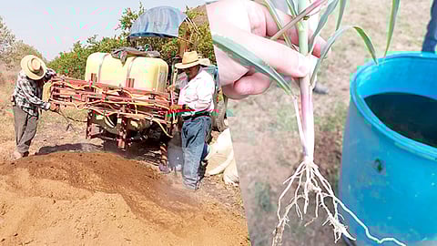 Los reguladores de crecimiento son compuestos orgánicos que las plantas producen en pequeñas concentraciones, de forma natural (Foto Cortesía)