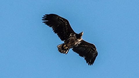 Esta especie suele robar la comida a otras aves de menor tamaño o fuerza (Foto: roydennis.org/)