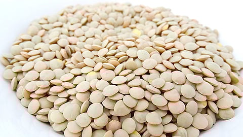 En el municipio de Coeneo se cultiva más del 60% de la lenteja, seguido de Huaniqueo; 195 mujeres, se dedican al cultivo en la entidad (Foto Pixabay.com)