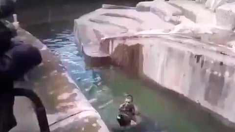 El hombre le sumergió la cabeza al oso bajo el agua varias veces para intentar ahogarlo (Foto: captura TW/ @ActualidadRT)