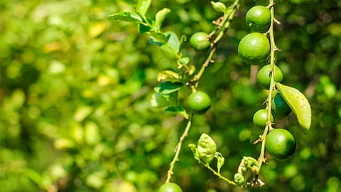 El fruto tiene un color más intenso, bajo costos de producción y se produce sin fertilizantes químicos (Foto Cortesía)