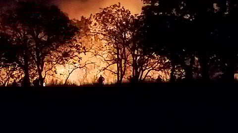 La joven acusada ya fue detenida (Foto Twitter: @CONAFOR)