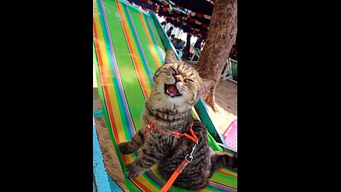 En una imagen se le ve sonriente, como si posara para la fotografía (Foto Facebook: Gatitos que alegran tu vida)