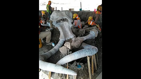 Trabajadores del INAH fueron quienes localizaron los huesos de los mamuts (Foto Facebook: Patricia Ruiz Anchondo)