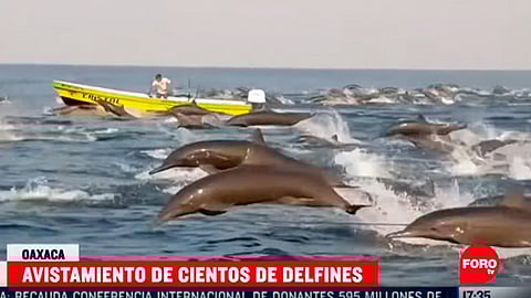 El video fue grabado desde lanchas de pescadores (Fotograma: Foro Tv)