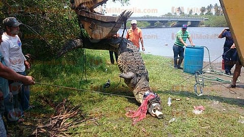 La Secretaría de Gobierno pidió a la población llamar al 911 en caso de ver a una especie como esta fuera de su hábitat natural (Foto: Archivo)