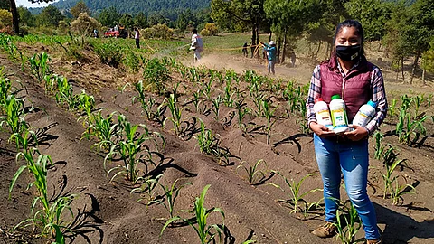 Productores de la región, firmes en la preservación de maíces criollos; recibieron capacitación en Angahuan, además de insumos (Foto: Cortesía)