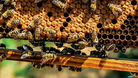En el estado hay al menos diez variedades de abejas (Foto ilustrativa: pixabay)