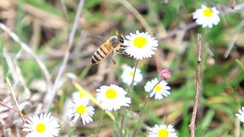 Sin la polinización que realizan las abejas un tercio de la alimentación desaparecería (Foto Cortesía)