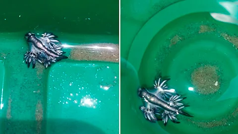 El "Glaucus atlanticus" fue descubierto en 1777 por los hermanos Foster (Foto Facebook: Padre Island National Seashore)