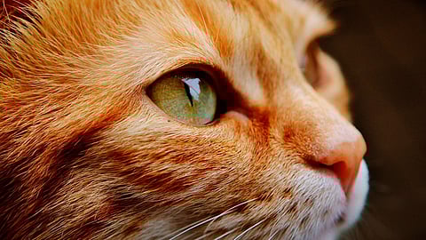 El estudio mostró que ninguno de los gatos presentó síntomas (Foto: Pixabay)