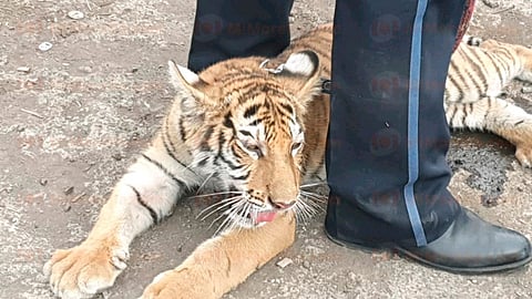 El animal está en óptimas condiciones y enseguida fue trasladado ante las autoridades ambientales para que éstas lo protegieran (Foto: RED 113)