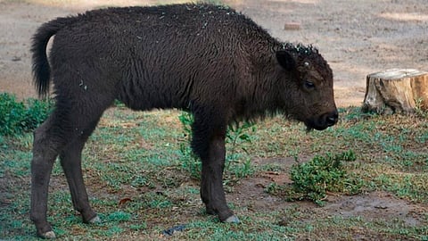 Nace en Zoológico de Morelia un hermoso bisonte americano