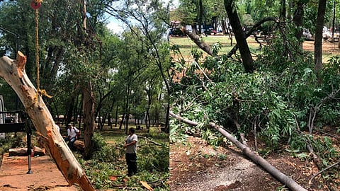 En su lugar, serán plantados 14 árboles entre fresnos y cedro blanco (Foto: cortesía)