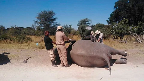 Un análisis del laboratorio nacional descartó la posibilidad de que los animales hubieran sido víctimas de una infección de ántrax o envenenados (Foto Facebook: Botswana Safari News)