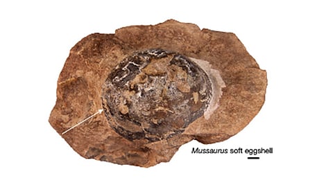 (Foto: captura/ nature.com)