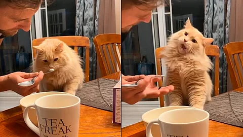 Esta es la graciosa reacción de un gato tras comer helado por primera vez