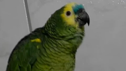 El animal fue bautizado por los usuarios de YouTube como el “lorito mariachi" (Foto: fotograma YouTube/
elbetolocorugby)