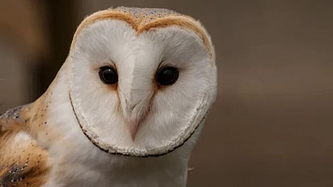 Las aves no están relacionadas con el virus que provoca el Covid-19 (Foto: Pixabay)