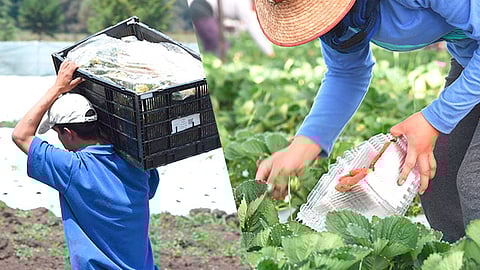 Las actividades que llevarán a cabo será el cultivo de fresa, tomate, papa, flores de invernadero y uva, principalmente (Foto Cortesía)