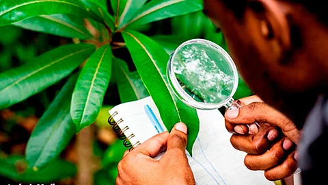 Los proyectos están enfocados en el beneficio de los ecosistemas forestales, para su conservación y aprovechamiento de forma sustentable (Foto Archivo)