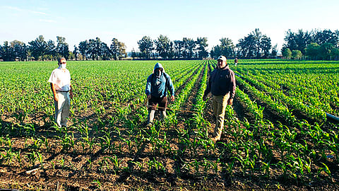 En las plantas de maíz, se pueden observar las bondades del programa, con buen tamaño, vigorosas, extraordinario color, tamaño y densidad (Foto Cortesía)