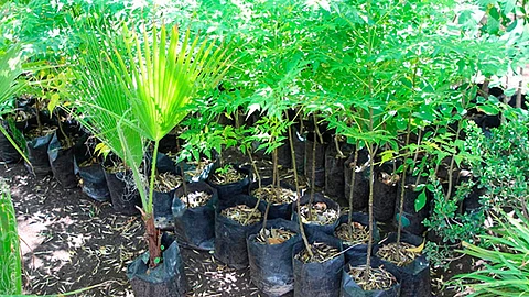 La presencia en el árbol Paraíso de algunos compuestos químicos sintetizados por las plantas como alcaloides le aportan propiedades medicinales a esta especie (Foto Cortesía)
