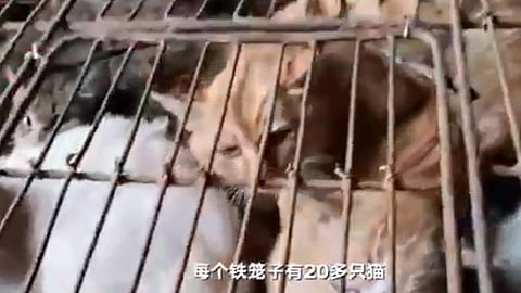 Los animales fueron trasladados a un hospital veterinario (Foto: captura TW/ @OnlyNomaly)