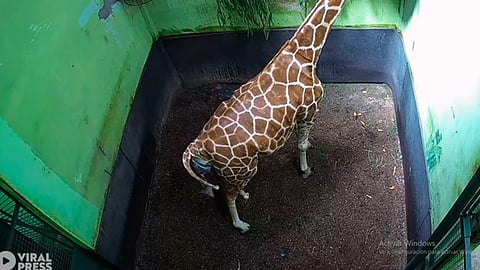 Las imágenes fueron grabadas en el zoológico Parque Safari de Bali (Foto: fotograma YouTube/ Viral Press)