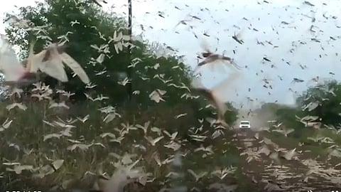 La plaga llegó de Paraguay (Fotograma Twitter: Senasa)