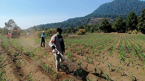 Son 14 las campañas que se implementan en el estado y que benefician a más de 100 mil productores (Foto: Cortesía)