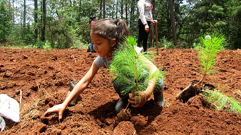 32 mil árboles está contemplado sembrar este 2020 en 21 municipios (Foto: Cofom)