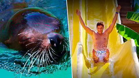 Tanto en el zoológico de Morelia como los balnearios aplicarán los protocolos de salud (Foto: Especial)