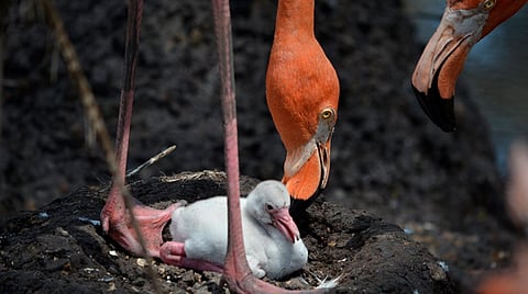 Este año el zoológico rompió su propio récord al registrar 10 nacimientos de esta especie, ya que en años anteriores eclosionaban 5 o 6 huevos (Foto Facebook: Zoologico de Morelia