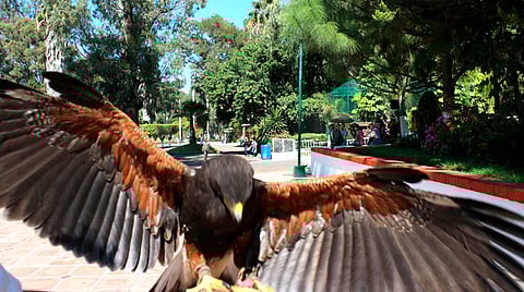 Desde el 22 de marzo, el zoológico cerró sus puertas para evitar la propagación del virus (Foto Facebook: Zoológico de Morelia)