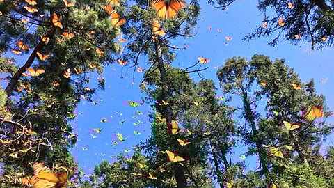 La área natural protegida de la Mariposa Monarca tiene: 56 mil 259 hectáreas (Foto FB: Santuario de la Mariposa Monarca el Rosario)
