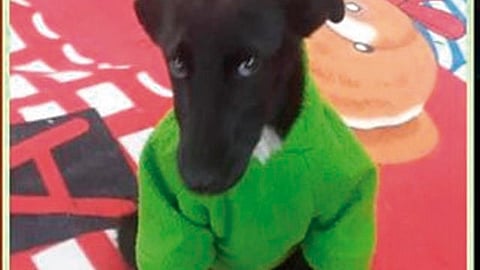 Las personas rechazaron a la perrita por su color (Foto: @citiepop/twitter)