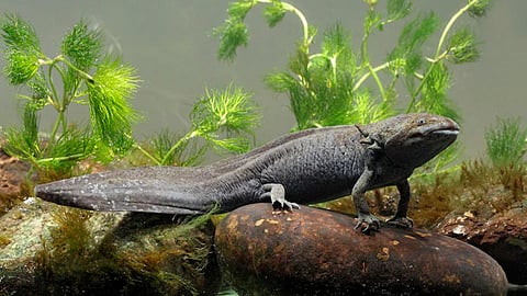 Estos anfibios son los vertebrados más amenazados en el mundo, por la destrucción de su hábitat, contaminación ambiental, etcétera (Foto: Secretaría de Medio Ambiente y Recursos Naturales)