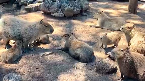 El pasado lunes en el Zoológico de Morelia presentaron a los nuevos integrantes del parque (Fotograma Facebook: Zoológico de Morelia)