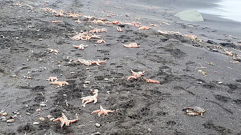 Residentes locales indicaron que el suceso podría ser resultado de las corrientes marinas (Foto Twitter: @sernapesca)