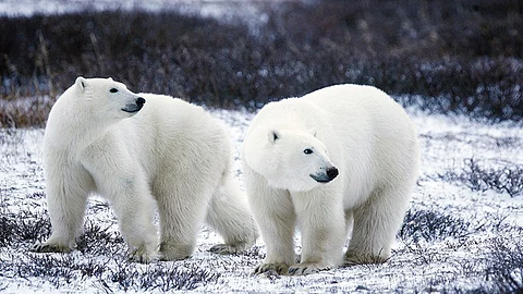 Una de las especies más afectadas por esta problemática es el oso polar (Foto: pixabay.com)