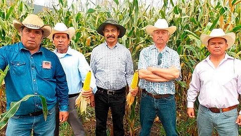 Plantas robustas de color intenso, con tallos fuertes y vigorosos, hacen que más y más productores adopten las técnicas de este programa agroecológico (Foto: Cortesía)