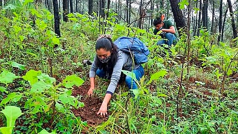 Michoacanos reforestan 2 mil 500 árboles en Áreas Naturales Protegidas