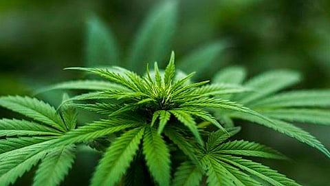 Para obtener los datos se llevó a la tarea de recolectar mil 143 muestras de semen de 662 hombres de 36 años (Foto: pixabay)