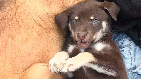 Este 21 de julio se celebra el Día Mundial del Perro (Foto: FB/Centro de Atencion Animal - H Ayuntamiento de Morelia)