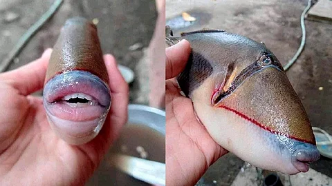 El pez es un Balistidae, mejor conocido como pez ballesta o gatillo (Foto Twitter: @raff_nasir)