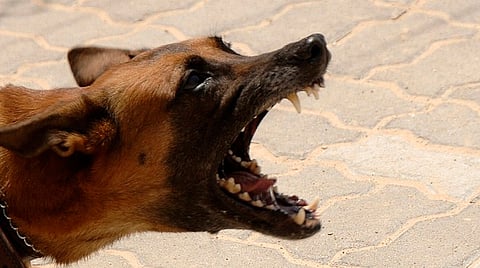 Primera observación: si el perro está enojado mostrará los dientes (Foto: Pixabay)