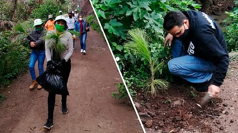 Se sembrarán 10 mil árboles más en la zona oriente y sur del municipio (Foto: Cortesía)