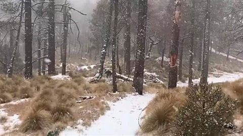 El Pico de Tancítaro es un corredor biológico natural de gran relevancia (Foto: Cortesía)
