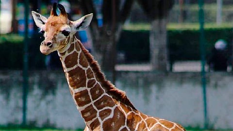 Esta especie está considerada en peligro de extinción (Foto Facebook: Zoológico de Morelia)